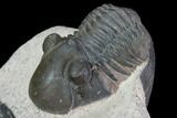 Brown Paralejurus Trilobite - Gorgeous Specimen #105166-3